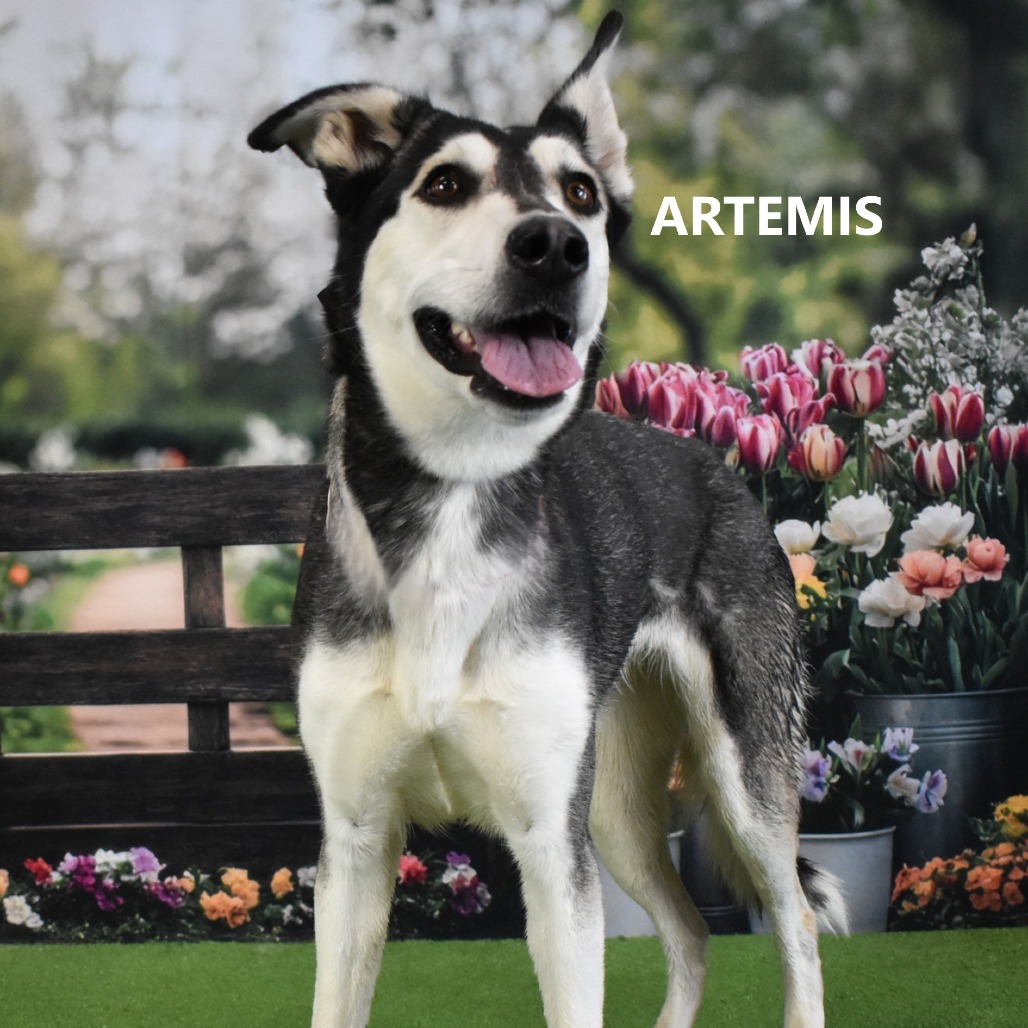 Artemis
