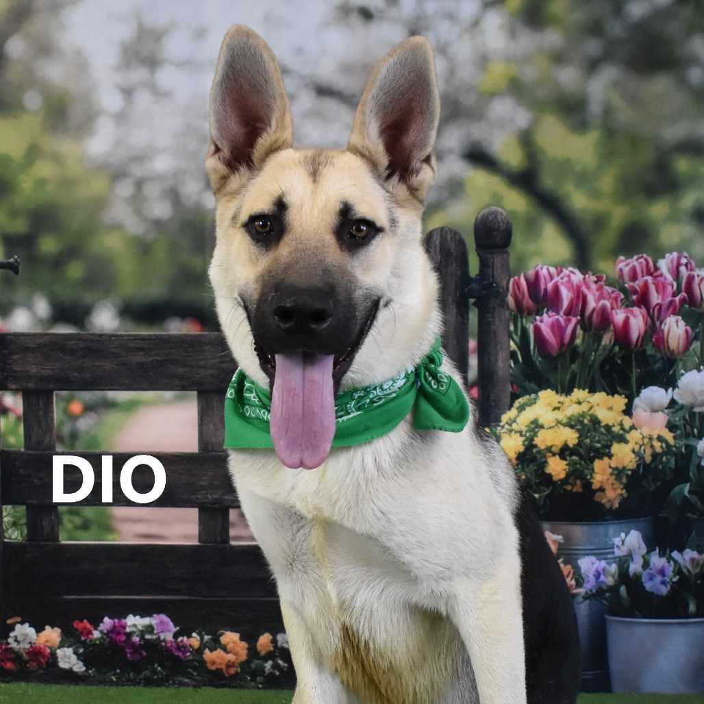 Dio