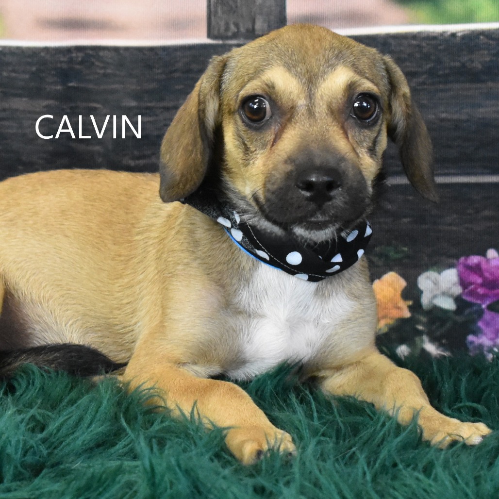 Calvin
