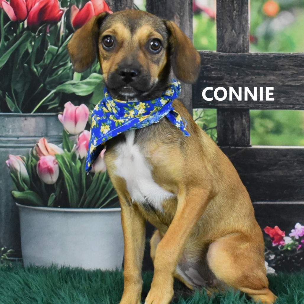 Connie