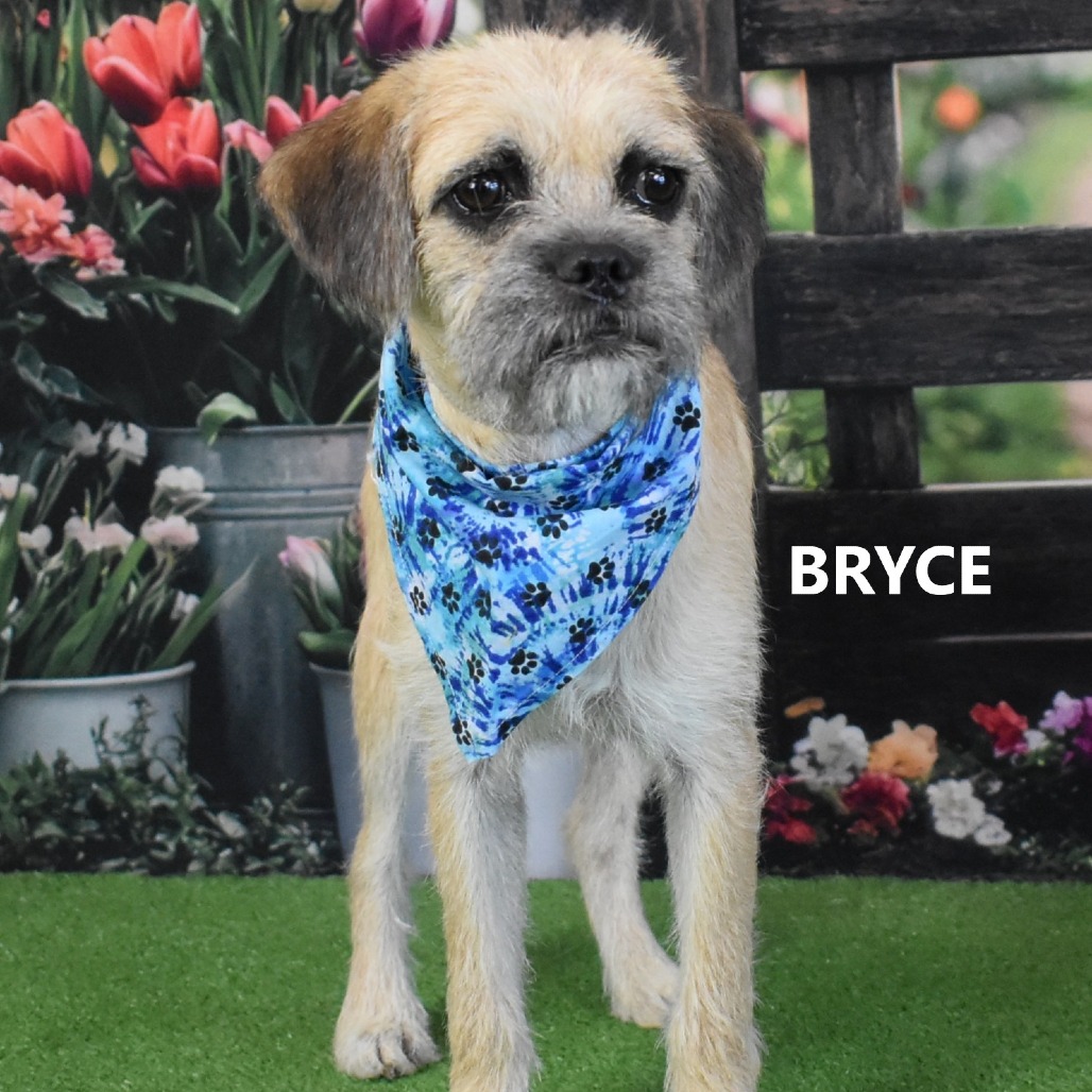 Bryce