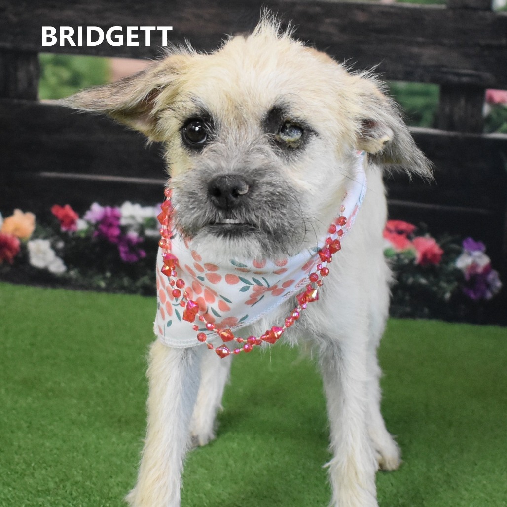 Bridgett 