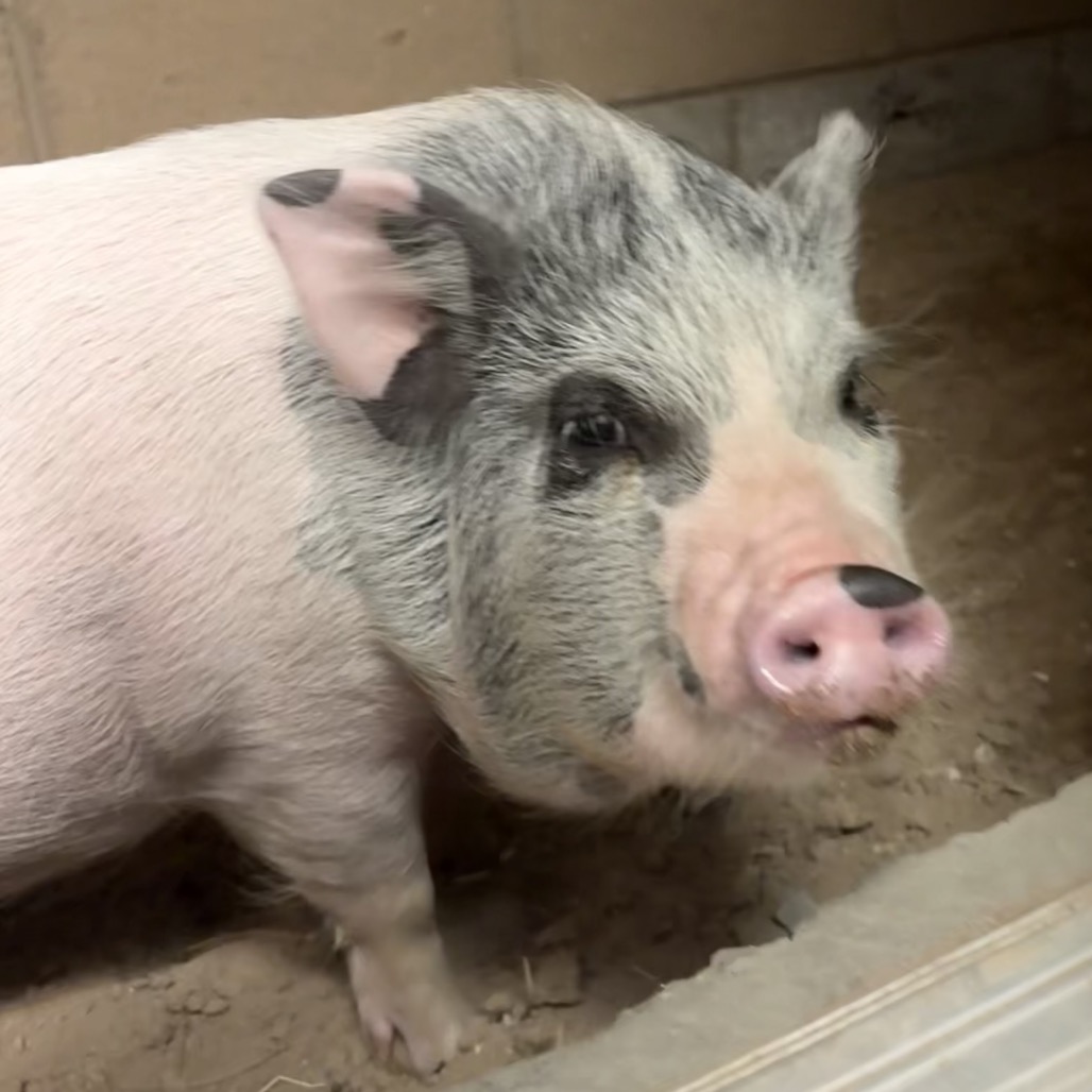 Piggy