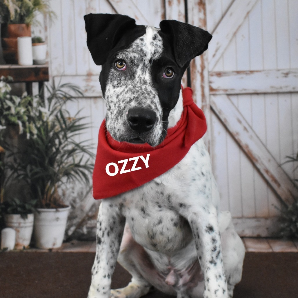 Ozzy