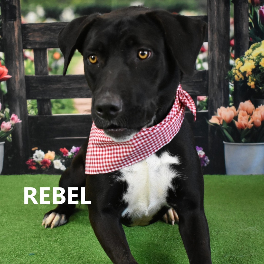 Rebel