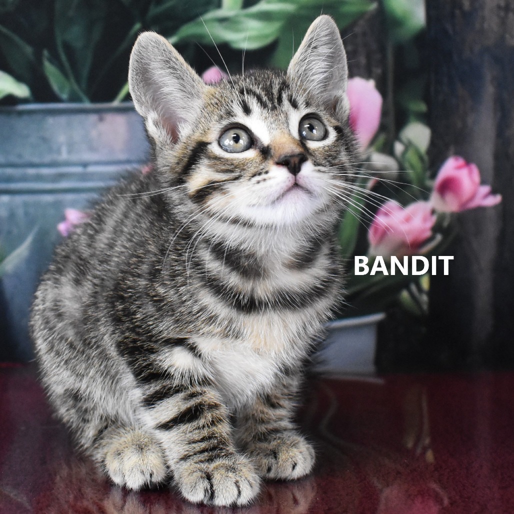Bandit