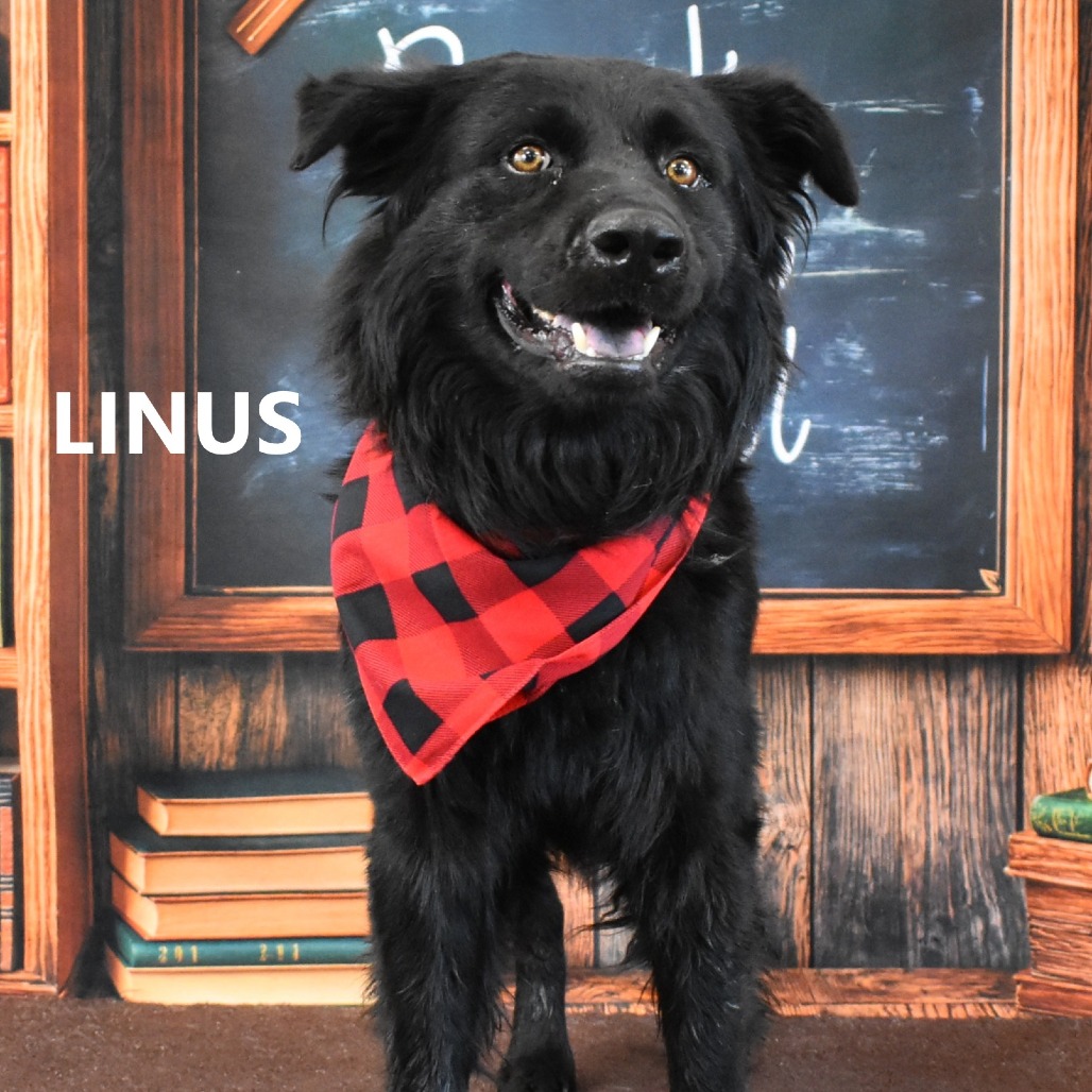 Linus