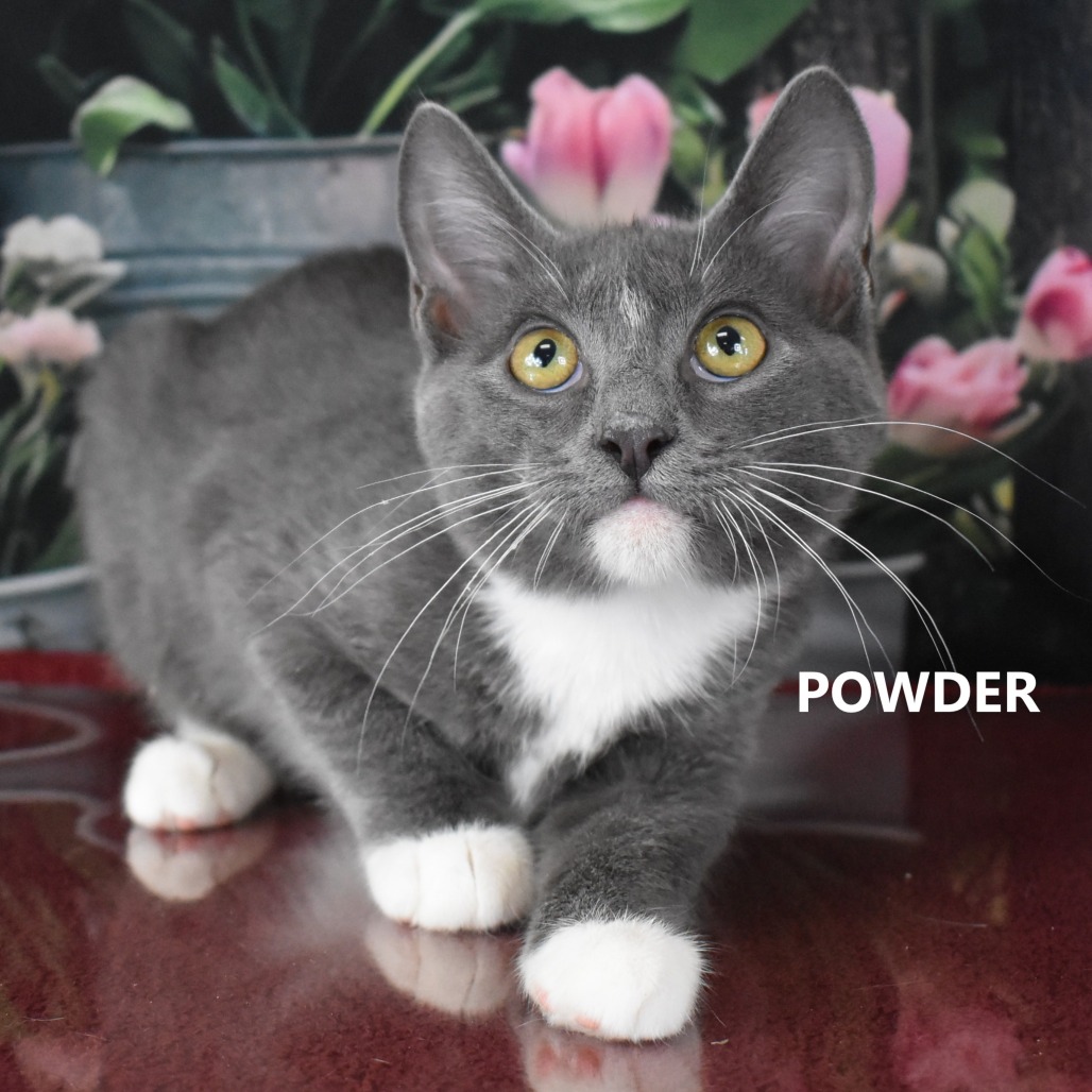 Powder