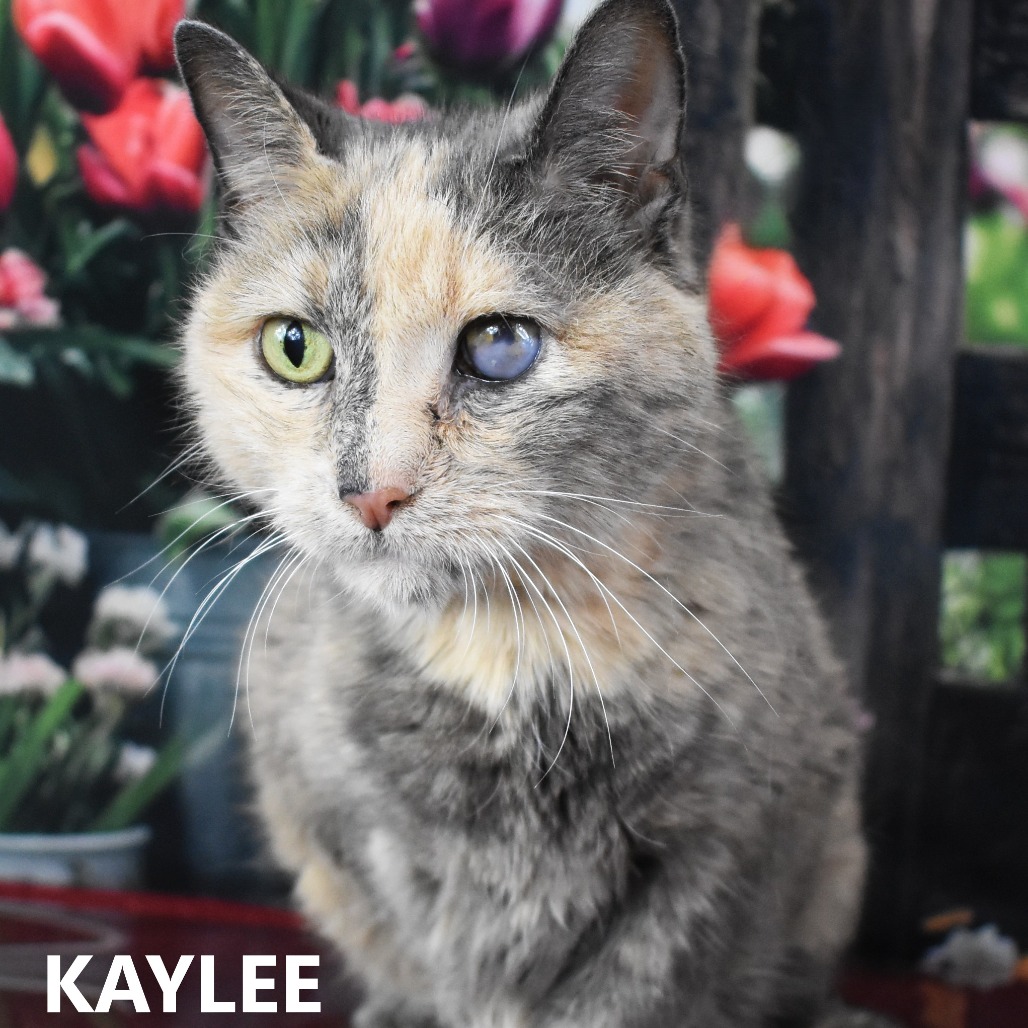 Kaylee