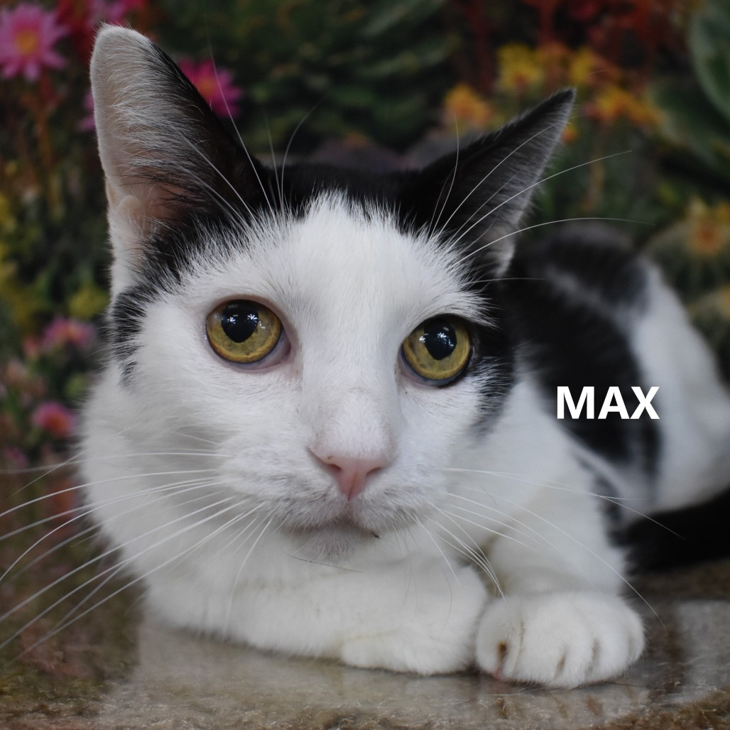 Max