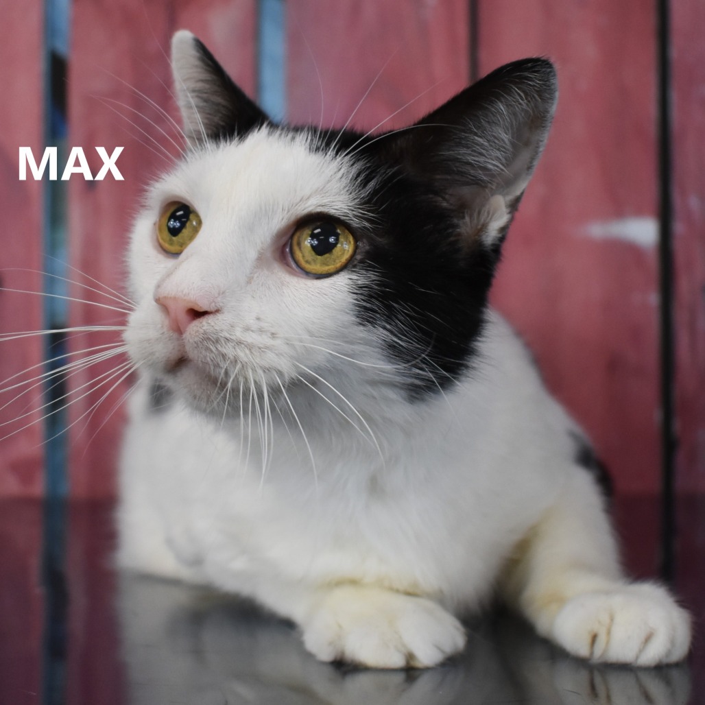 Max