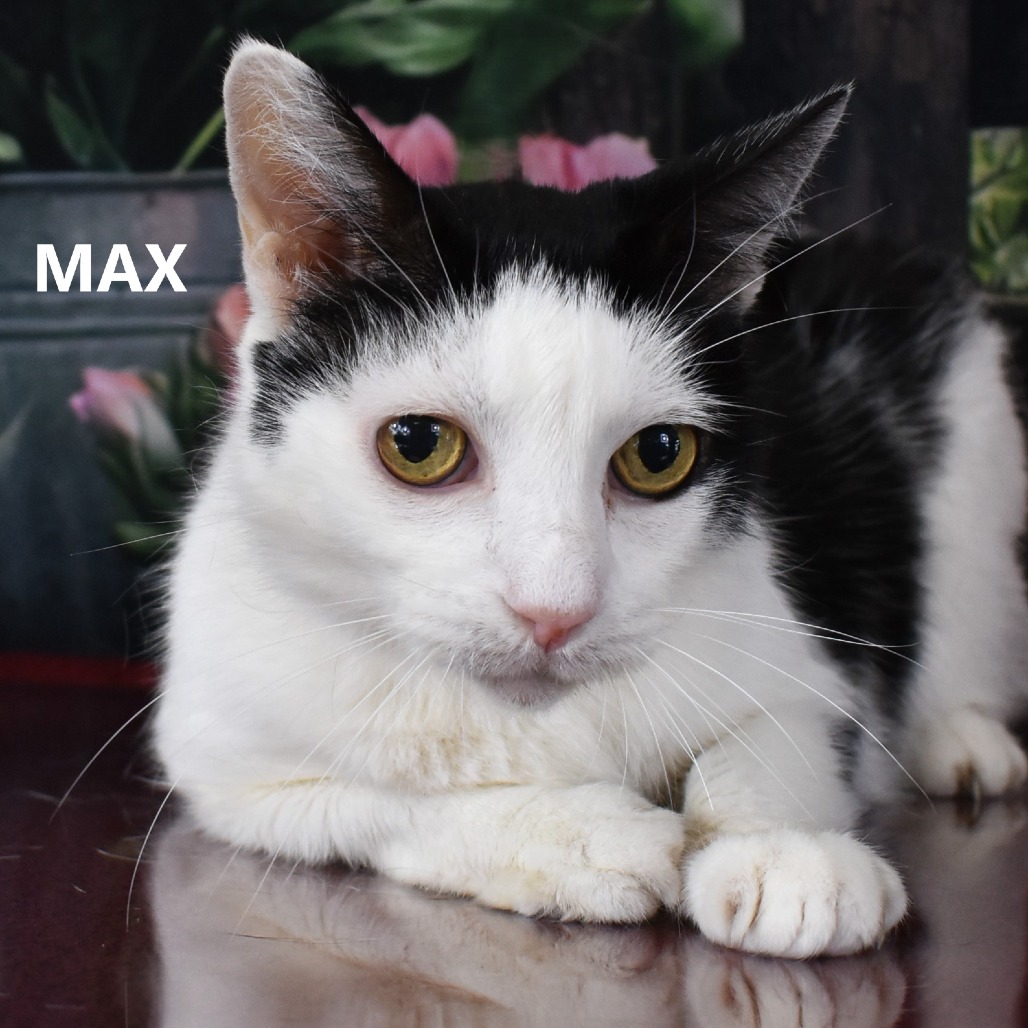 Max