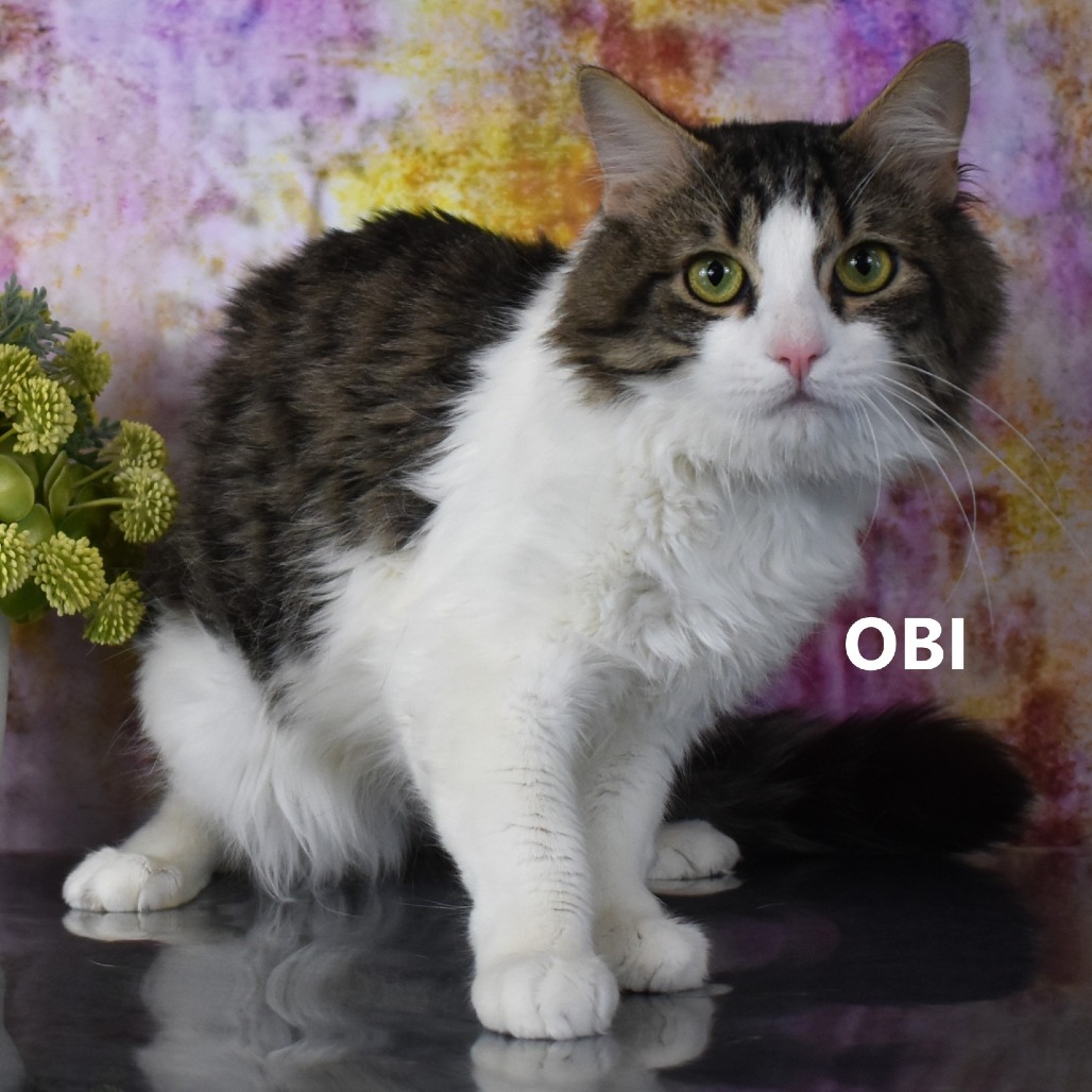 Obi