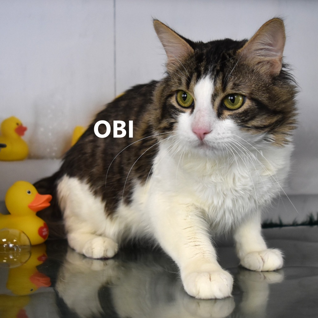 Obi