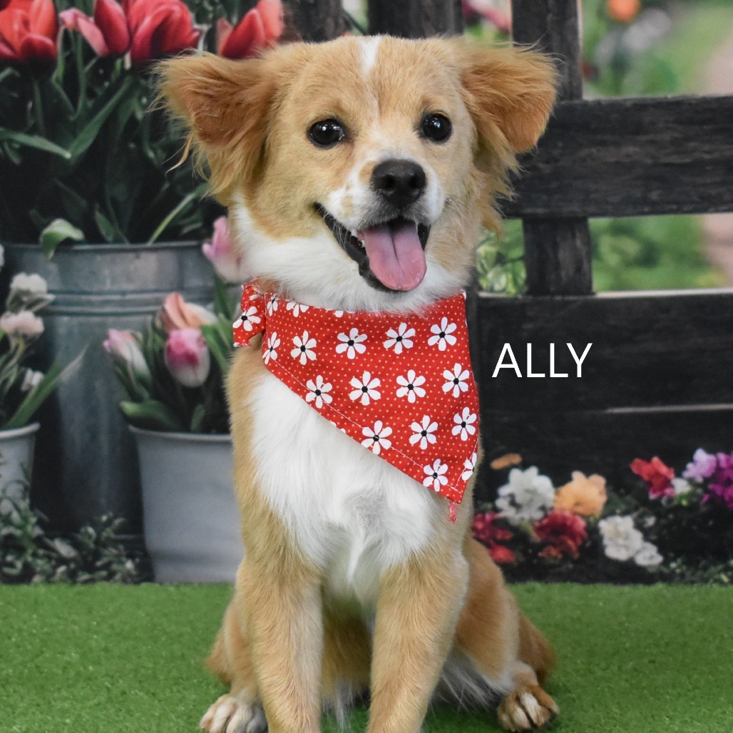 Ally