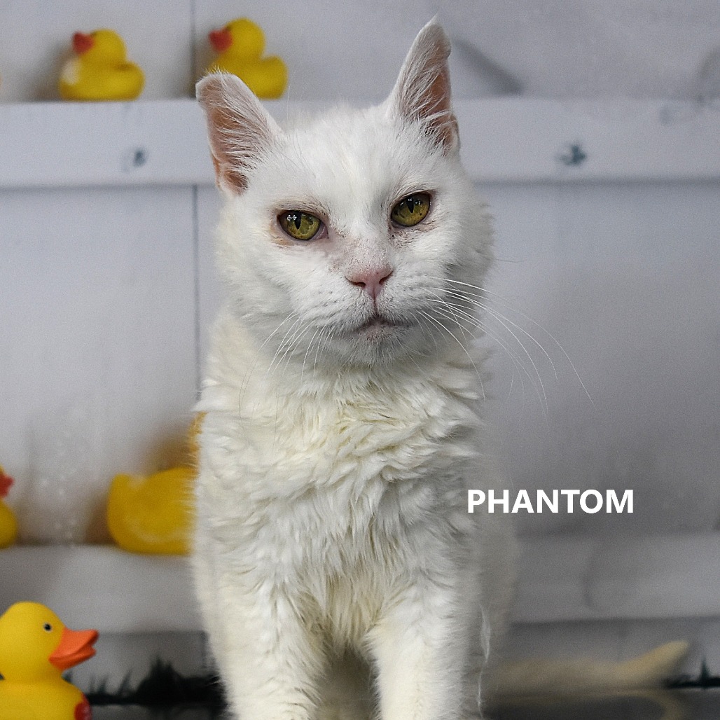 Phantom 