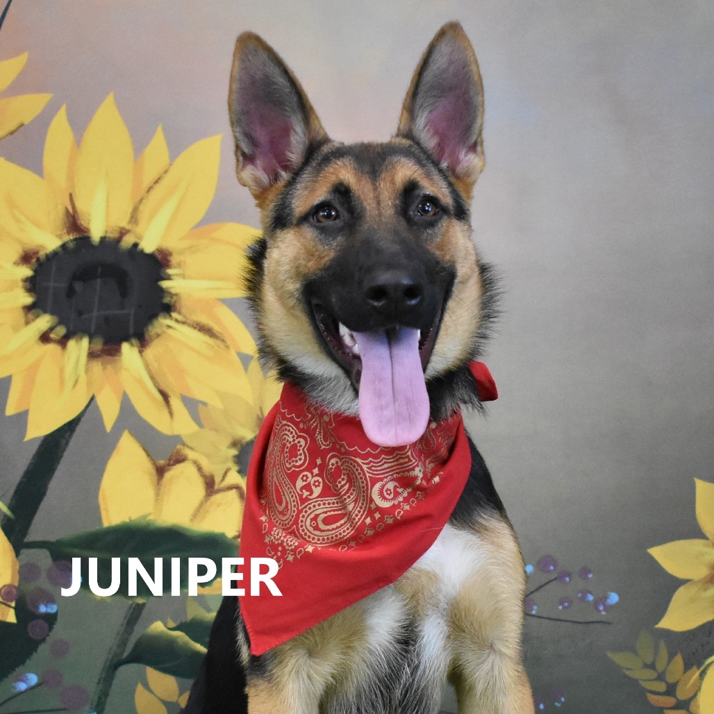 Juniper