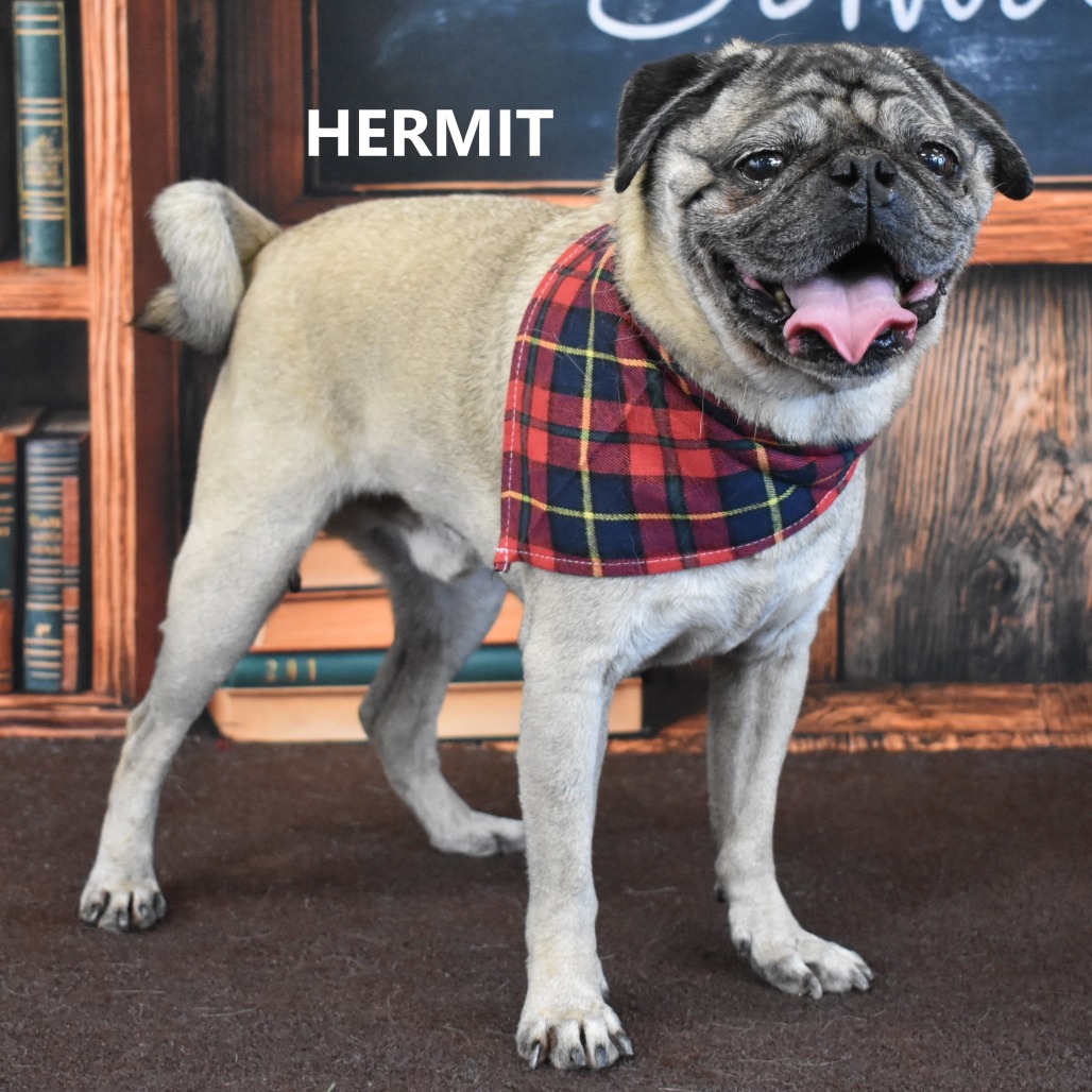 Hermit