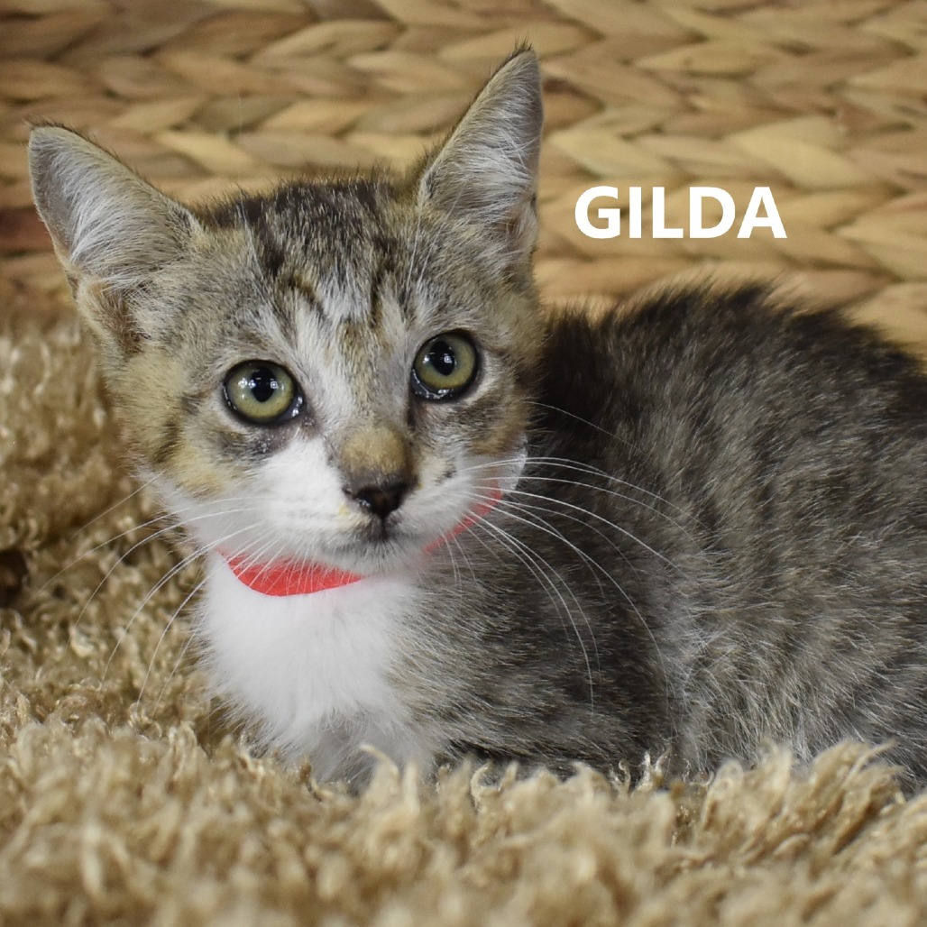 Gilda