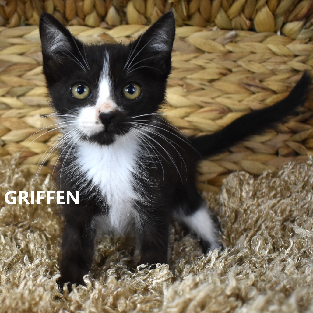 Griffen