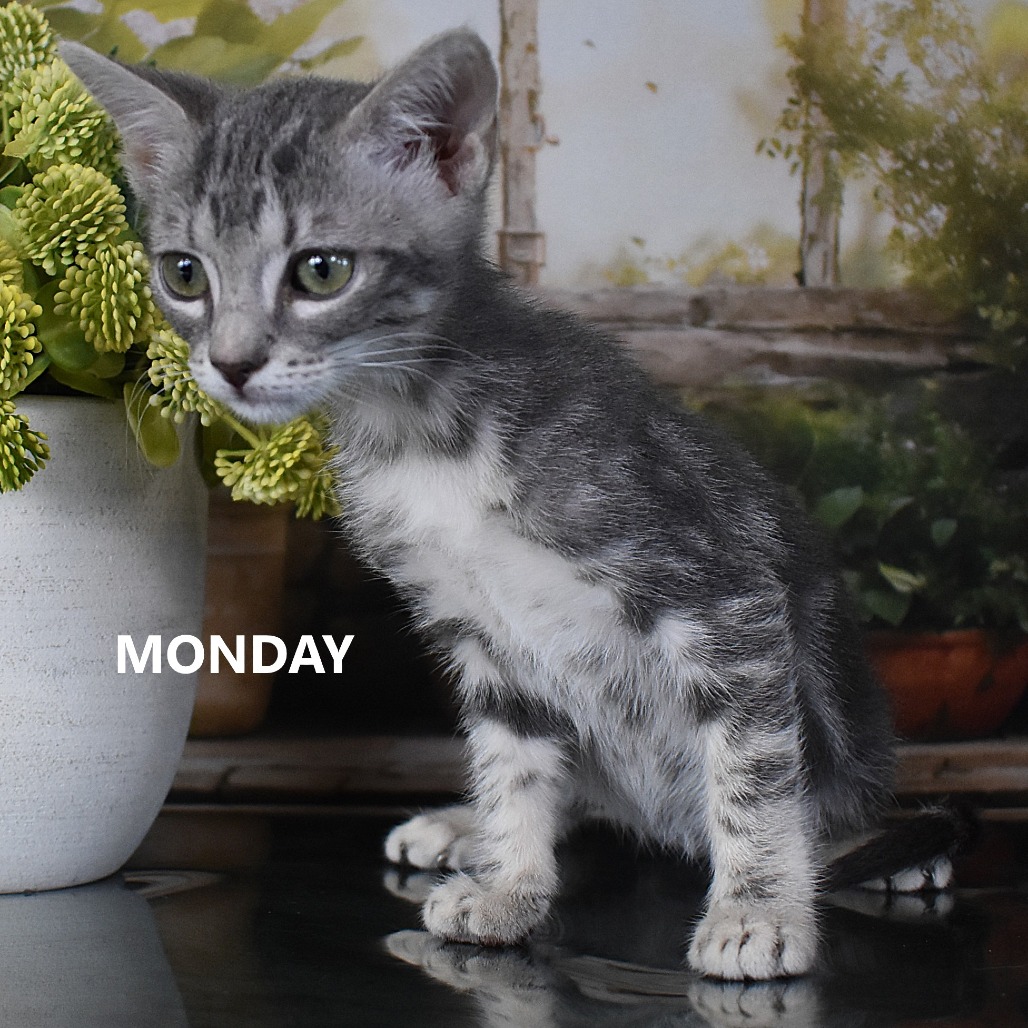 Monday