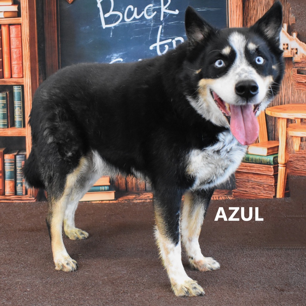 Azul