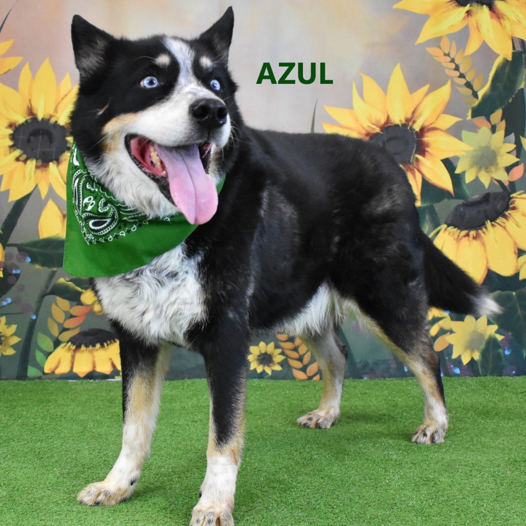 Azul