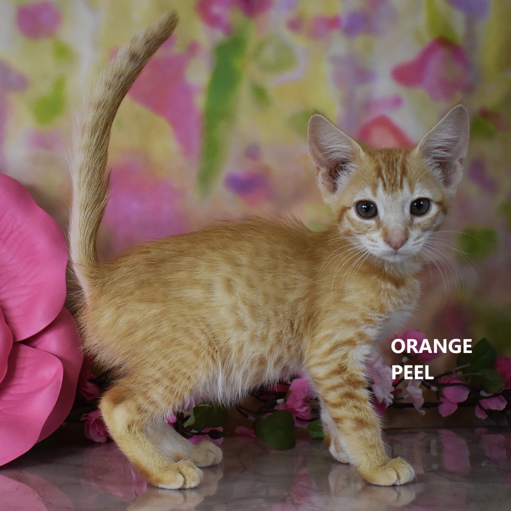 Orange Peel