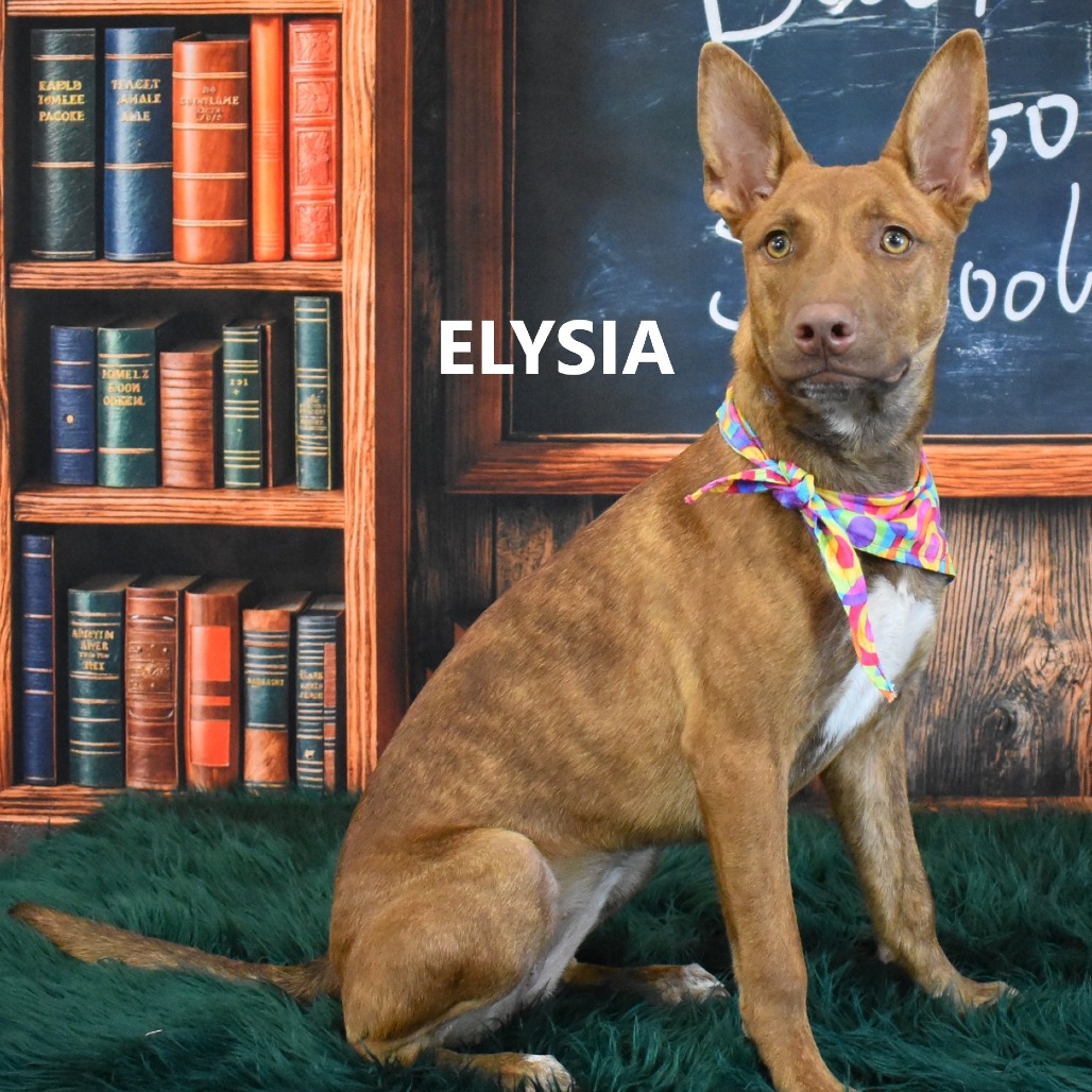 Elysia