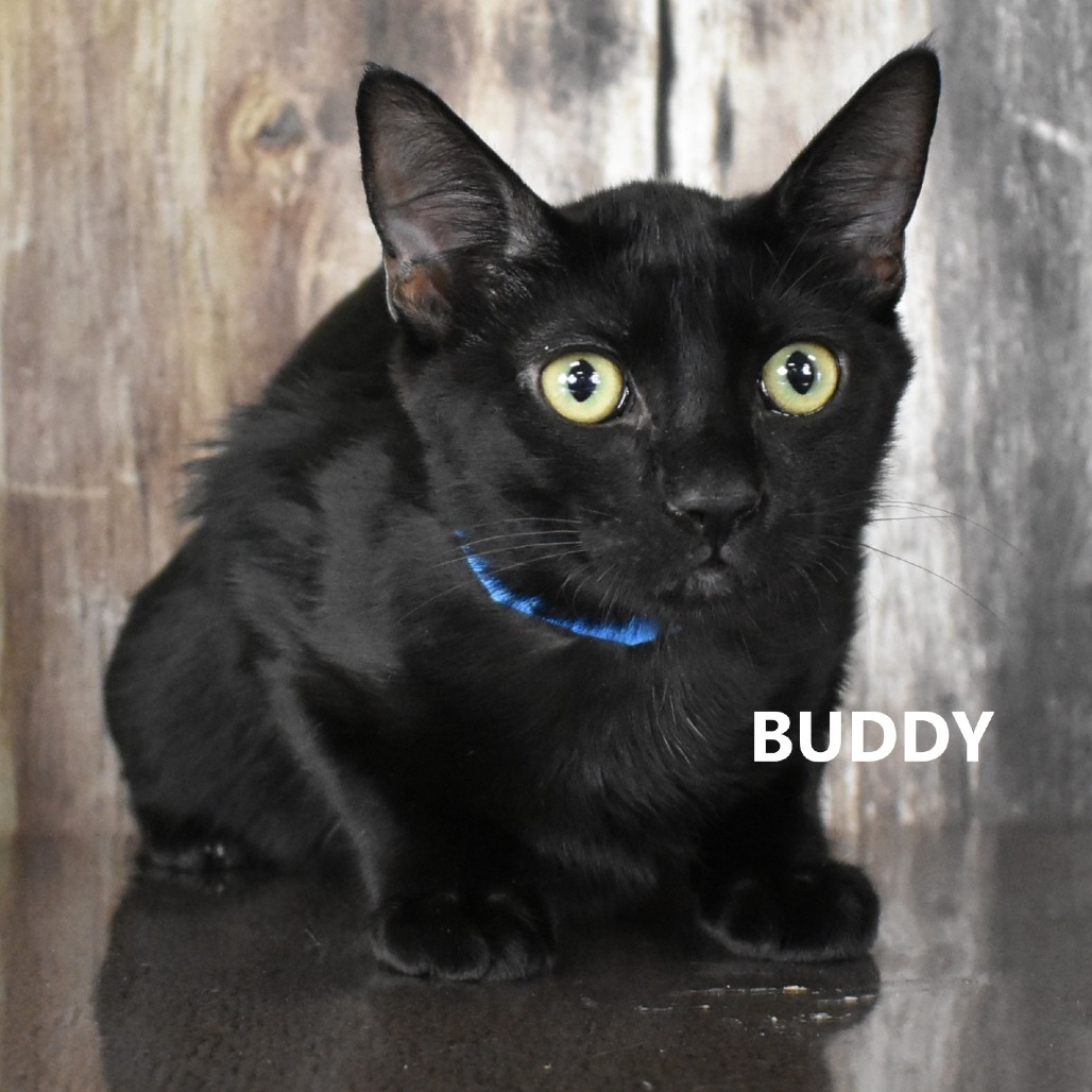 Buddy