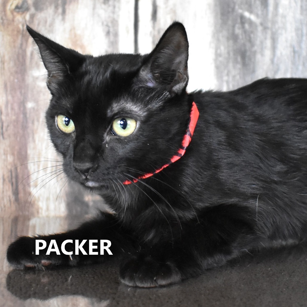 Packer
