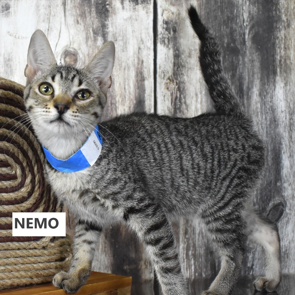 Nemo