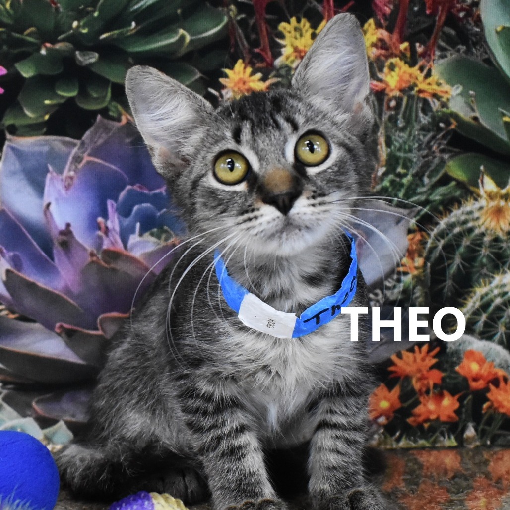 Theo