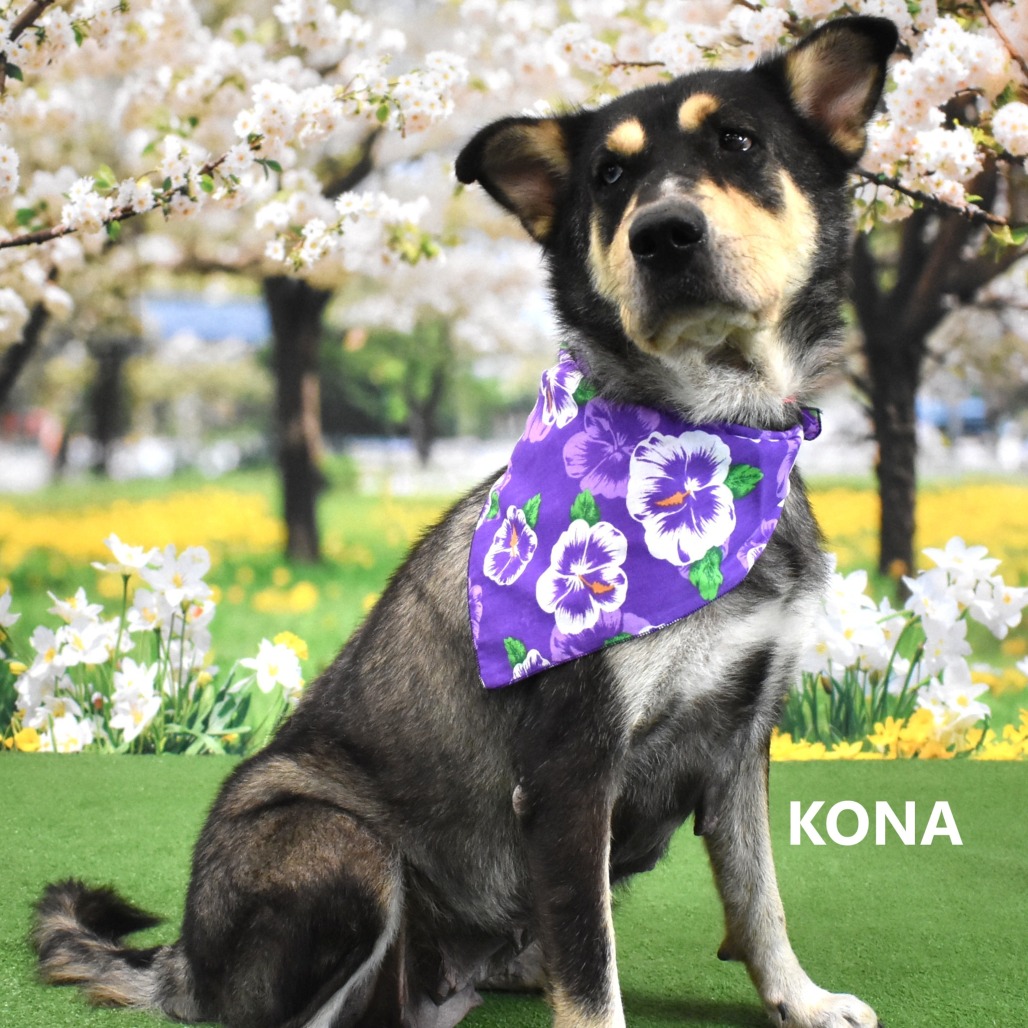 Kona