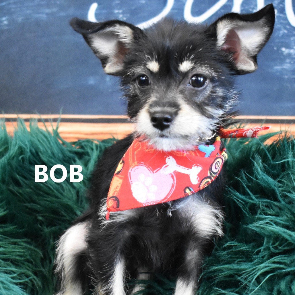 Bob