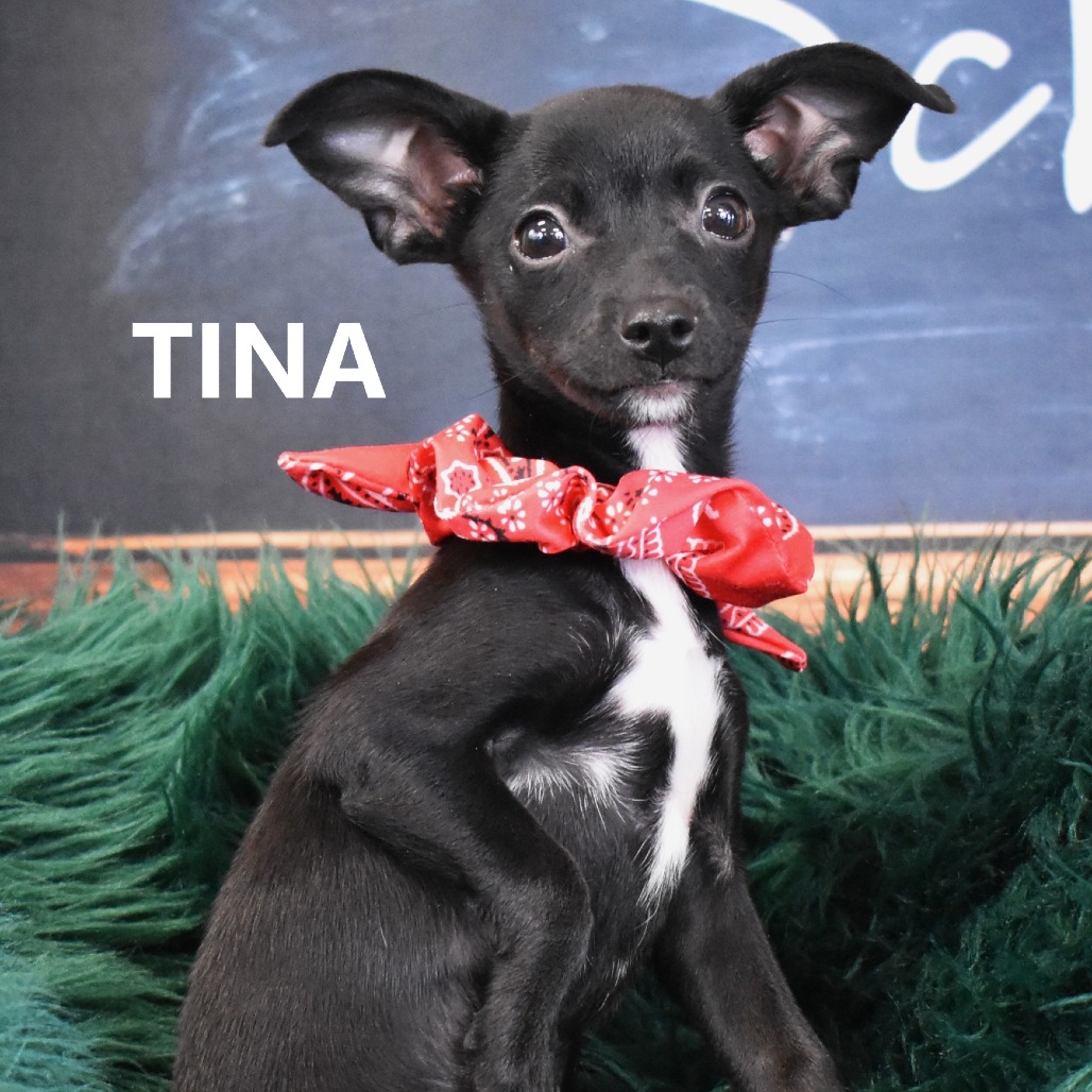 Tina