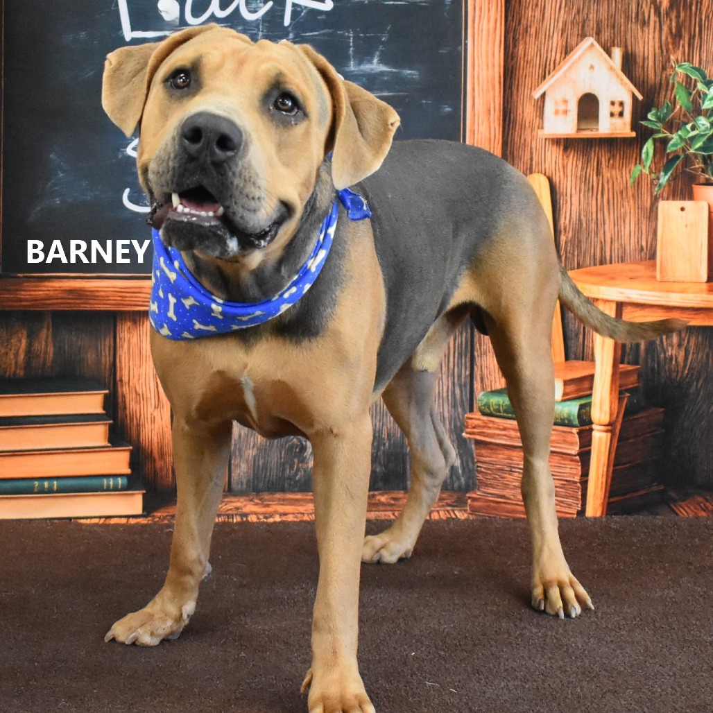 Barney