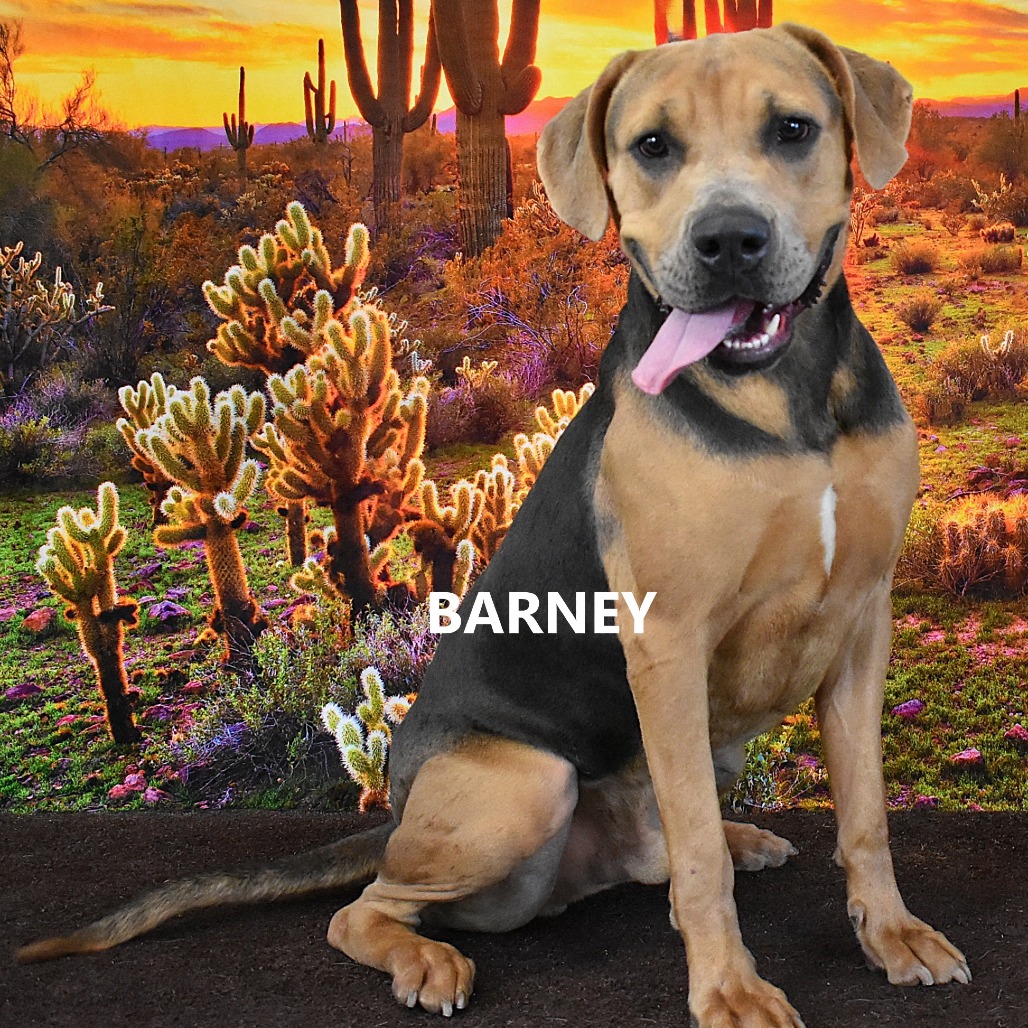 Barney