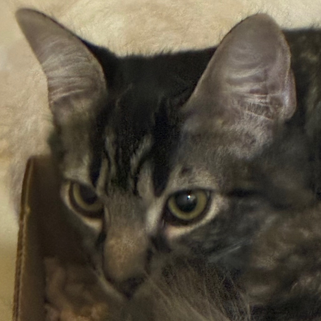 Tabby