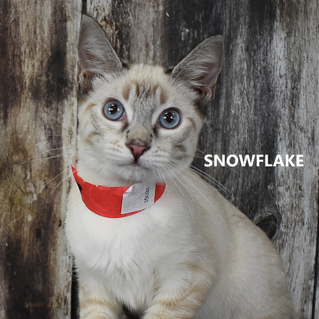 Snowflake