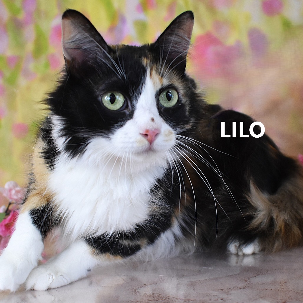 Lilo