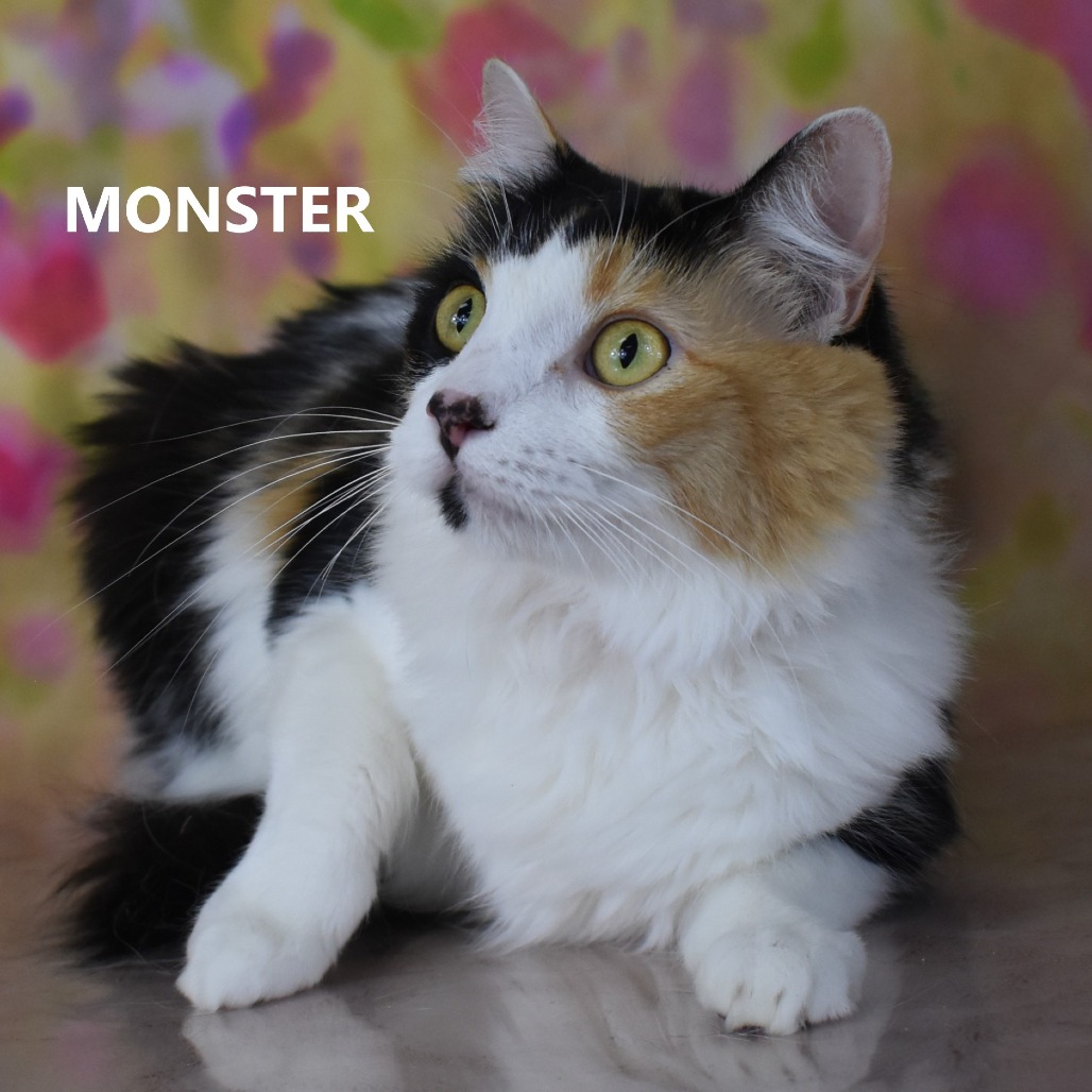Monster