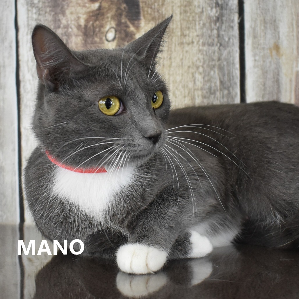 Mano