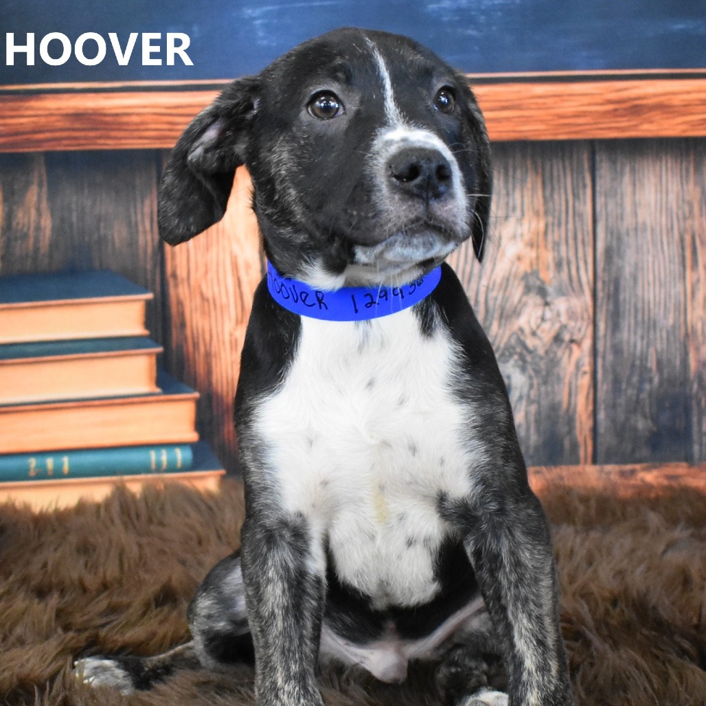 Hoover