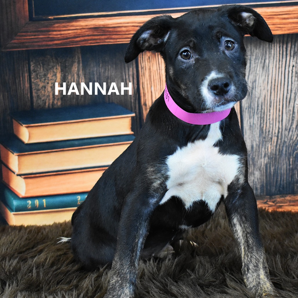 Hannah