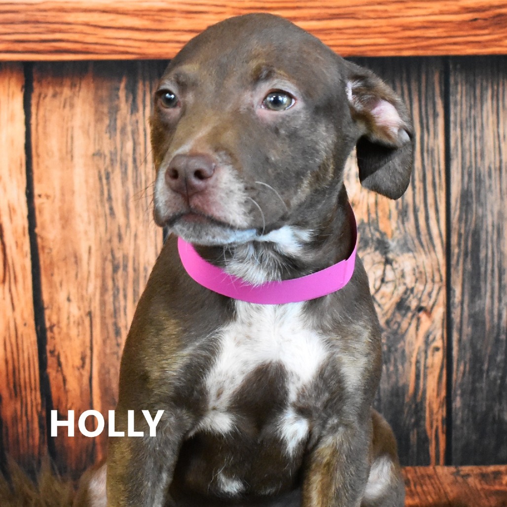 Holly