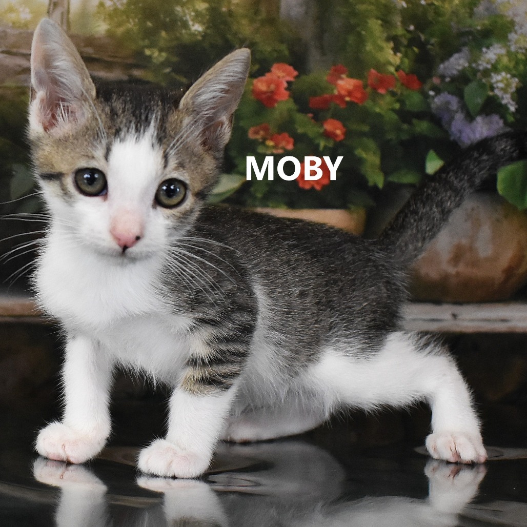Moby