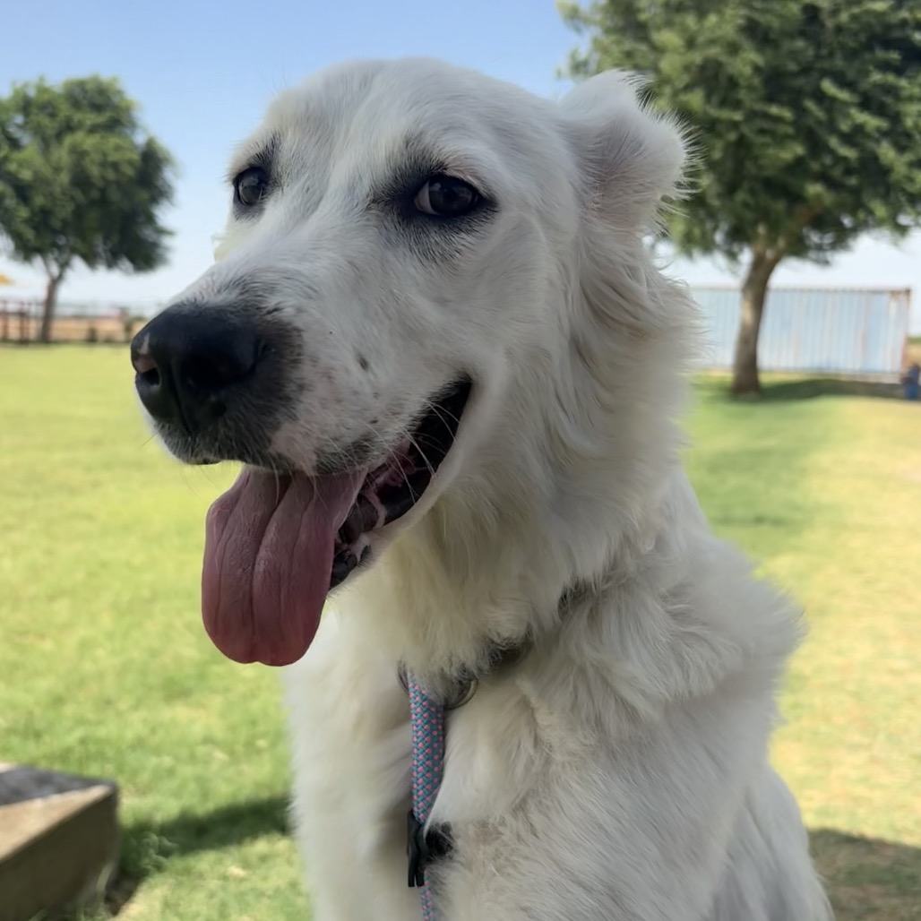 Elsa