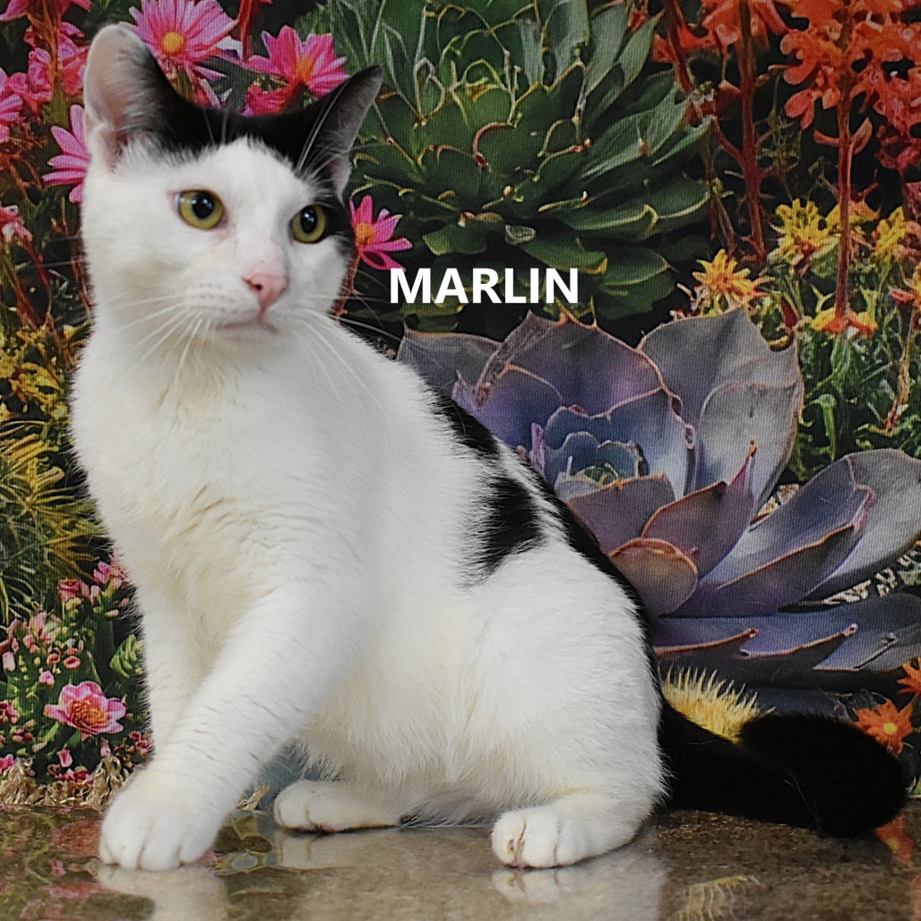 Marlin