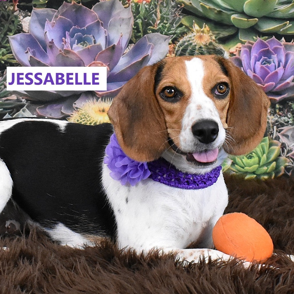 Jessabelle